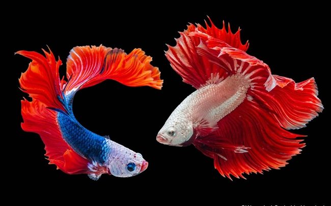 worachat-sodsri-nCz_ZgnbtaE-unsplash