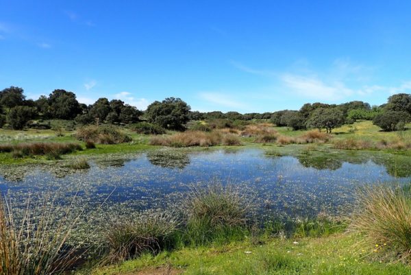 Laguna en la dehesa de Chapinería, en Madrid
