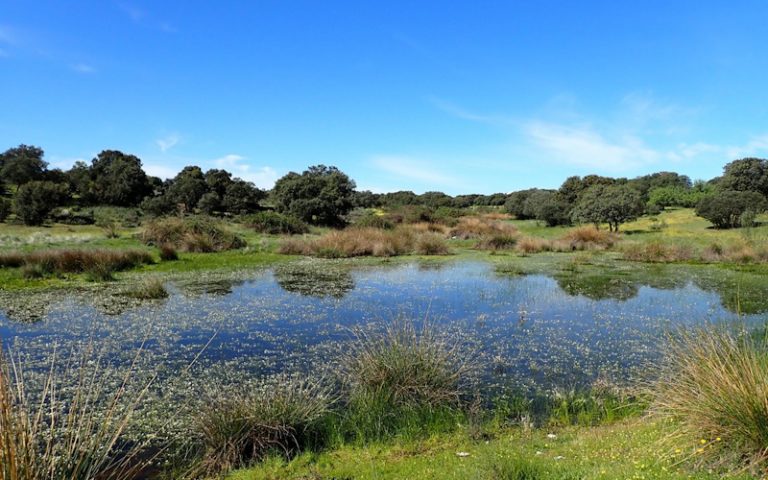 Laguna en la dehesa de Chapinería, en Madrid