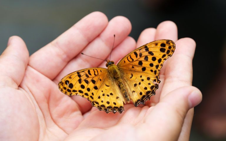 heungsoon-butterfly-4396444_1920